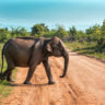 Crossing Africa as an elephant